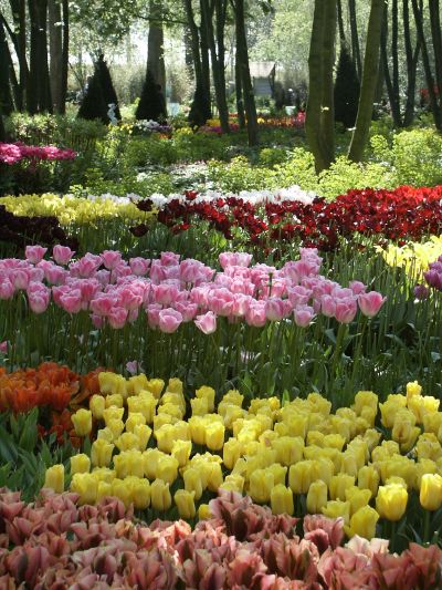 The Floriade - tulips