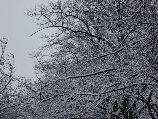 Trees in barking hospital