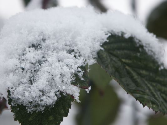 Snow on leaf
