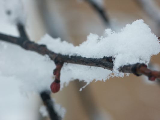 Snow on branch. Is anyone else bored?