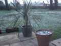 Snow in January 2003